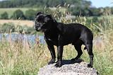 STAFFIE 218